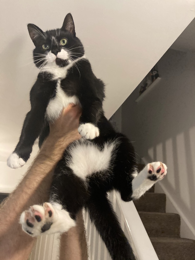 black and white cat